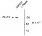 Phospho-Ser845 GluR1 Antibody
