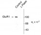 Phospho-Ser845 GluR1 Antibody