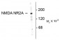 NMDA Receptor, NR2A Subunit N-terminus Antibody