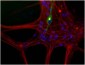 Peripherin Antibody