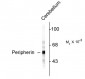 Peripherin Antibody