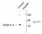 Phospho-Ser327 GABAA Receptor, γ2 subunit Antibody