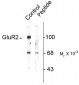 Phospho Ser880 GluR2 Antibody