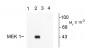 Phospho-Thr292 MEK 1 Antibody