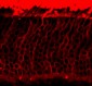 Rhodopsin  Antibody