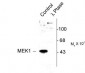 Phospho-Thr386 MEK 1 Antibody