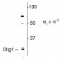 Olig1 Antibody