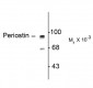 Periostin, C-terminal Antibody