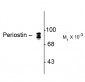 Periostin, pan Antibody