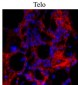 Collagen I α1 Telopeptide Sequence Antibody