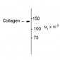 Collagen I α1 Telopeptide Sequence Antibody