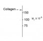 Collagen I α1 Propeptide Sequence Antibody