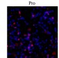 Collagen I α1 Propeptide Sequence Antibody