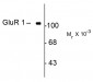 GluR1 Antibody