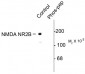 Phospho-Tyr1472 NMDA NR2B-Subunit Antibody