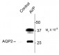 Phospho-Ser264 Aquaporin 2 Antibody