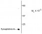 Synaptobrevin (VAMP)  Antibody