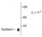 Syntaxin 1A  Antibody