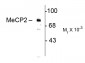 Phospho-Ser80 MECP2 Antibody