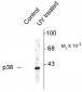 Phospho-Thr180/Tyr182 p38 MAPK Antibody