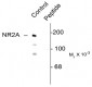 Phospho-Tyr1325 NMDA NR2A-Subunit Antibody