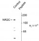 Phospho Ser1096 NMDA Receptor, NR2C Subunit Antibody