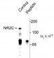 Phospho Ser1244 NMDA Receptor, NR2C Subunit Antibody
