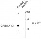 Phospho-Ser408/409 GABAA Receptor, β3 subunit Antibody