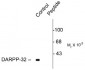 Phospho-Ser137 DARPP-32 Antibody