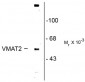 Vesicular Monoamine Transporter 2, C-Terminus Antibody