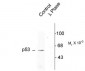 Phospho-Ser392 p53 Antibody