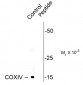 Phospho-Ser58 COXIV Antibody