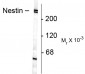 Nestin Antibody