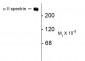 Alpha II Spectrin Antibody