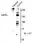 Phospho-Ser1166 NMDA Receptor NR2B Subunit Antibody