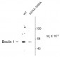 Phospho-Ser234 Beclin-1 Antibody