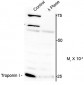 Phospho-Ser150 Troponin I (cardiac) Antibody