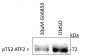 Phospho-Thr52 Activating Transcription Factor 2 (ATF2) Antibody