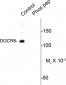 Phospho-Ser377 DGCR8 Antibody