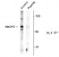 Phospho-Ser421 Methyl-CpG Binding Protein 2 (MeCP2) Antibody