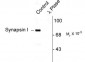 Phospho-Ser9 Synapsin I  Antibody