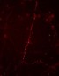 Phospho-Ser9 Synapsin I  Antibody