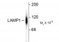 Lysosomal Associated Membrane Protein 1 (LAMP1) Antibody