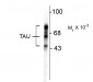 Tau Antibody