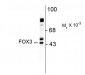 FOX3 (NeuN) Antibody