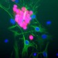FOX3 (NeuN) Antibody