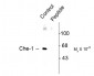Phospho Ser477 Che-1 (AATF) Antibody