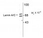 Lamin A/C Antibody