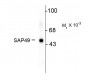 SAP49 (SF3B4)  Antibody