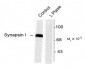 Phospho-Ser603 Synapsin I  Antibody